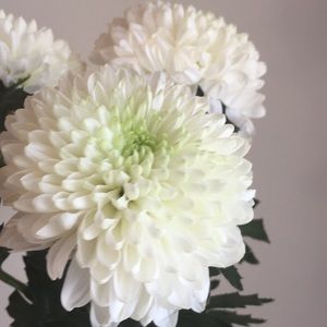 Meet your Posher, Jillian